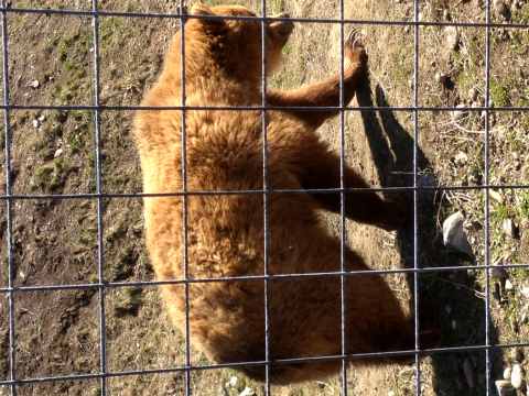 BC Wildlife Park