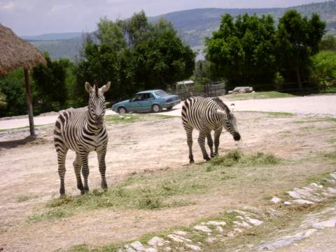 Africam Safari
