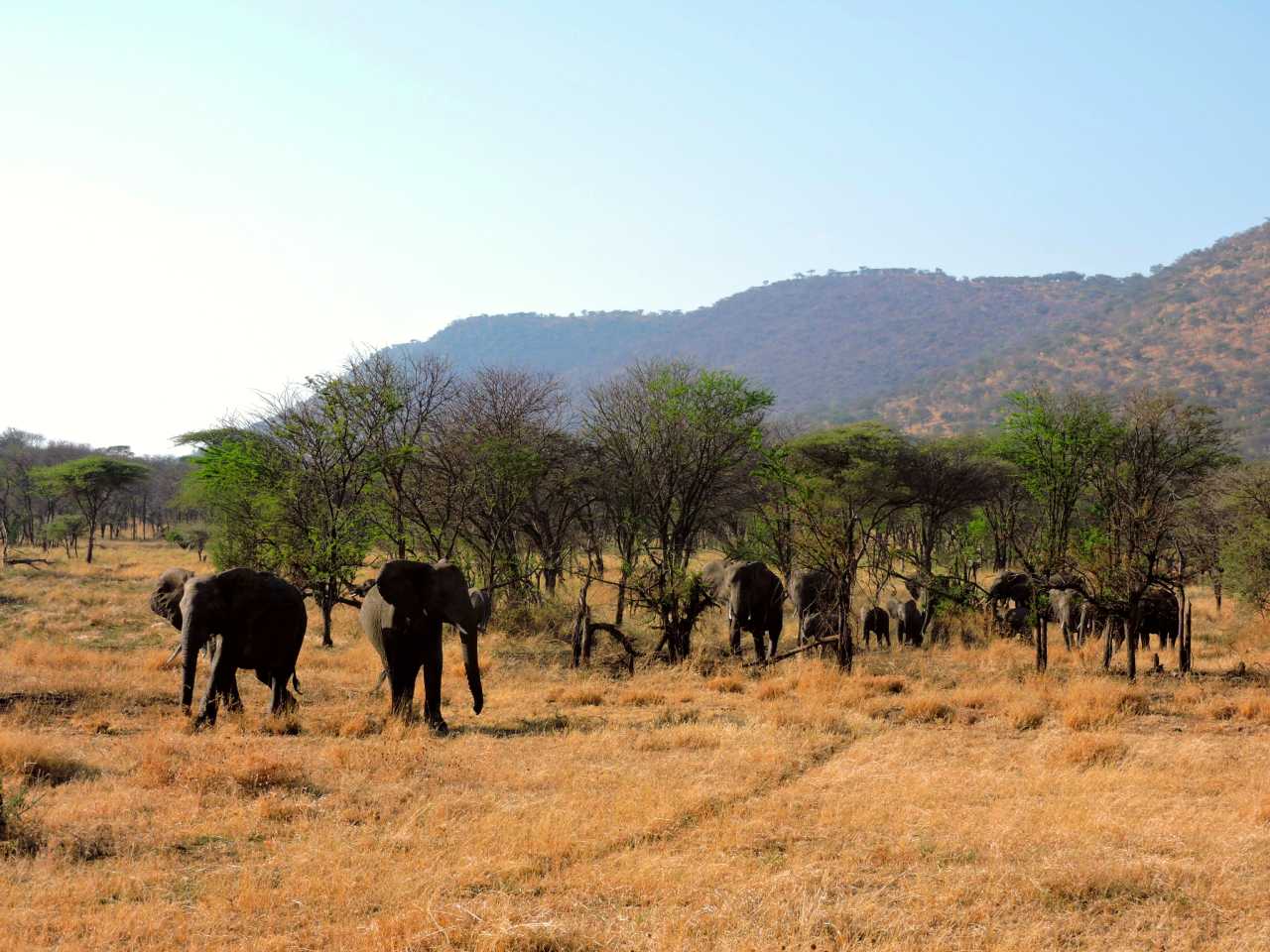 History - Serengeti