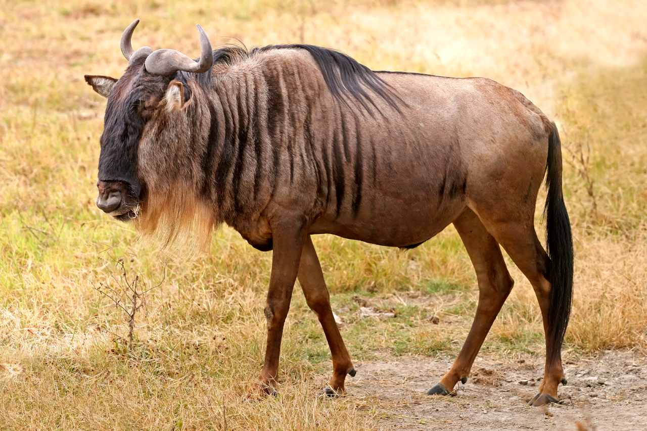 Local traditions - Serengeti