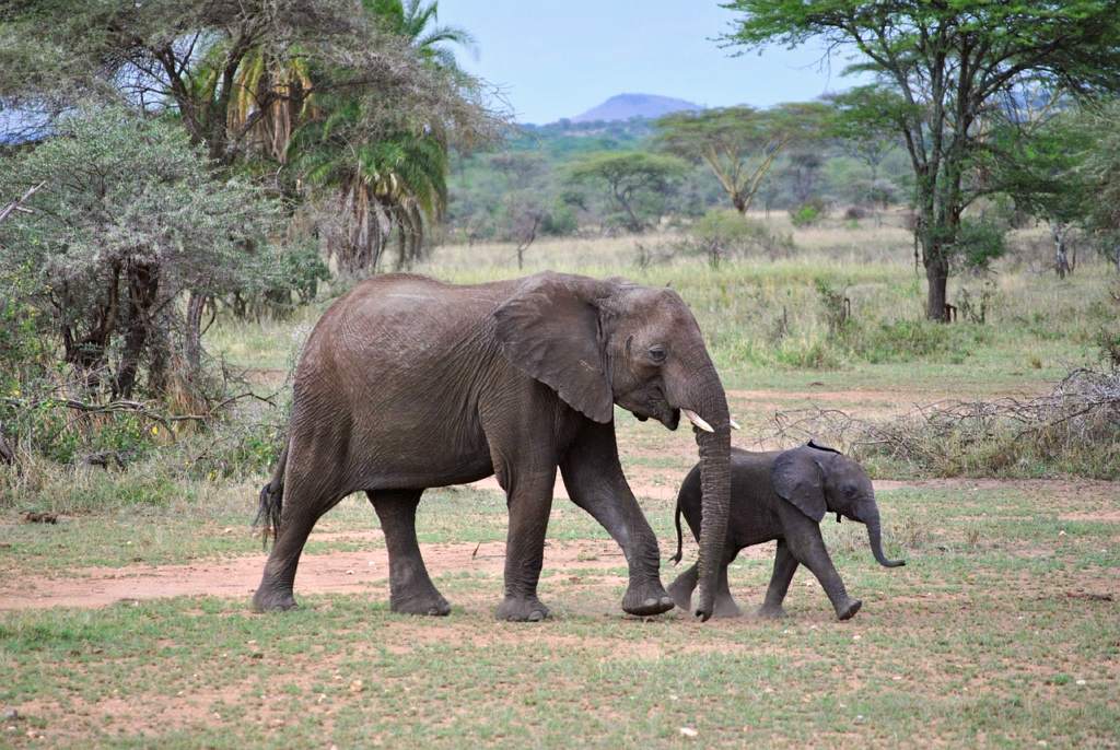 Serengeti