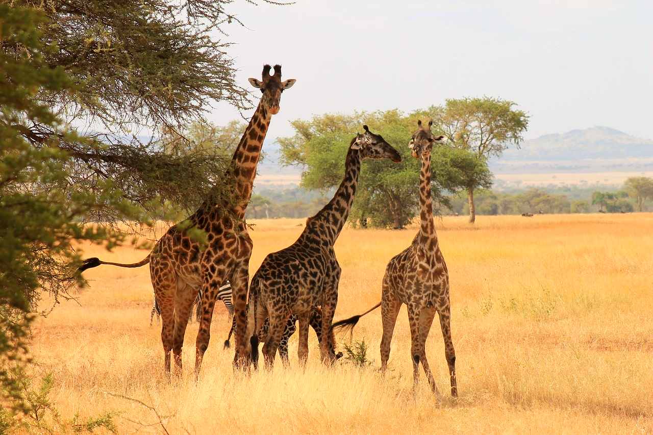 Serengeti