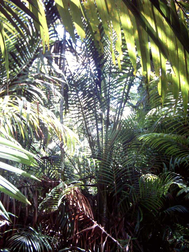 Local food and drinks - Port Moresby