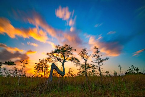 Everglades