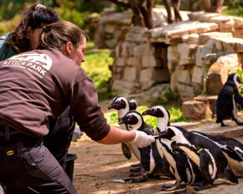 Attica Zoological Park