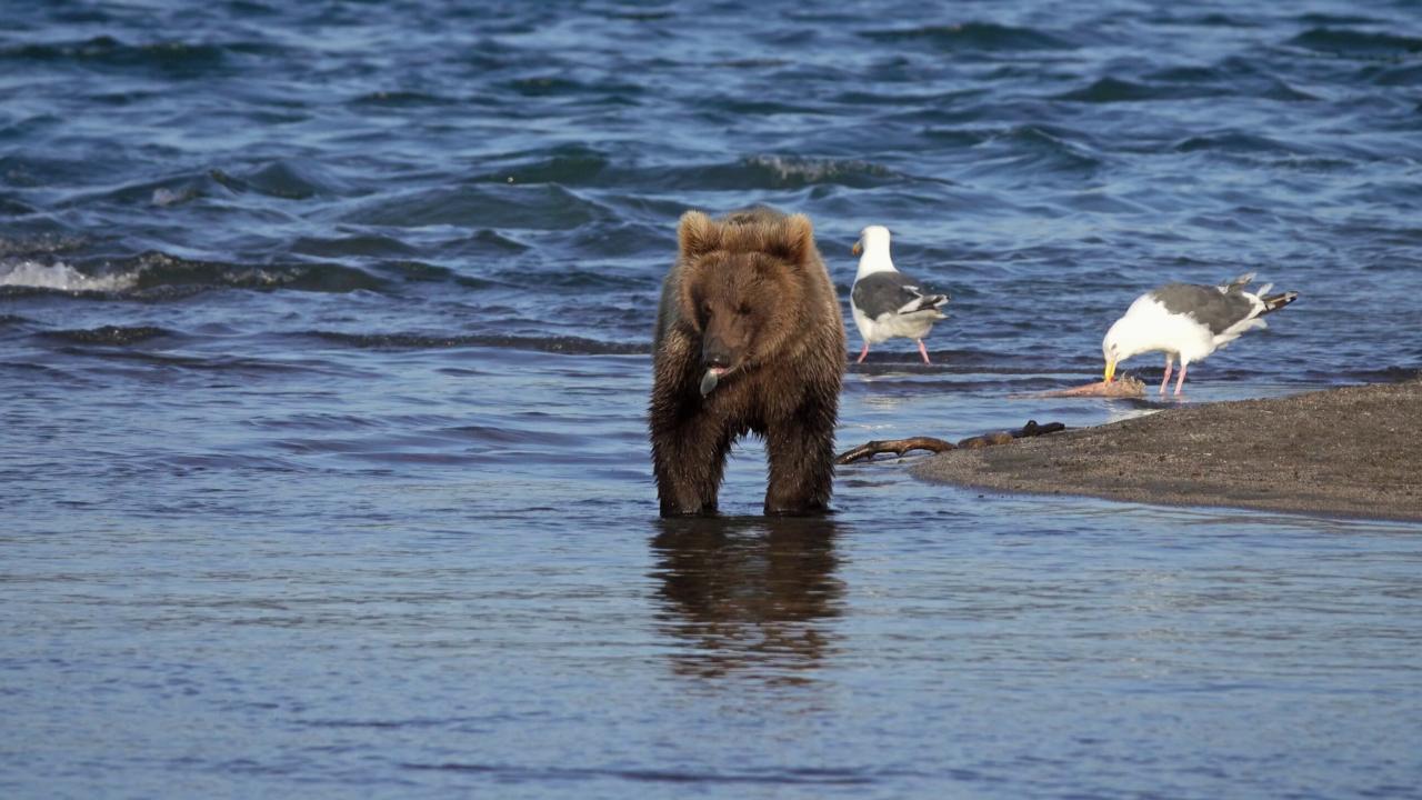 Alaska