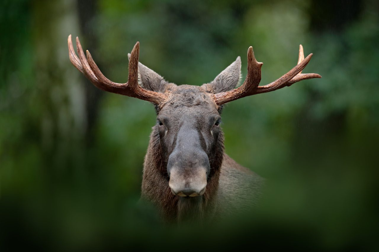 Alaska