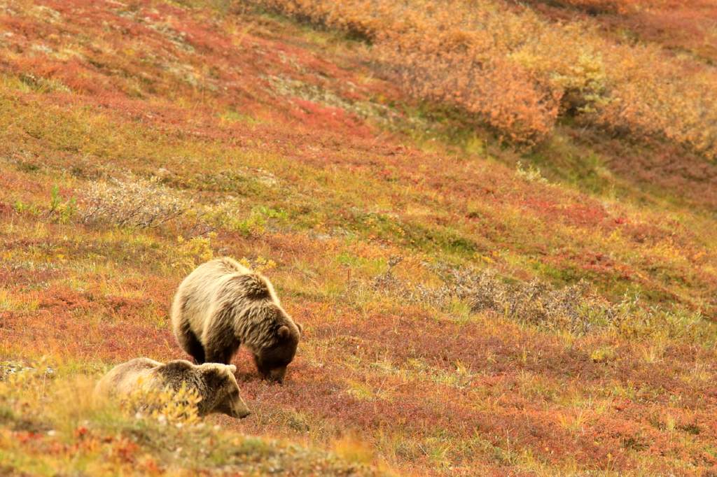 Alaska