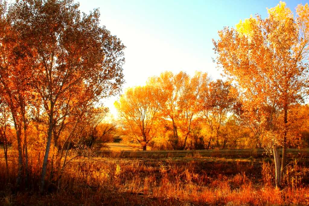 New Mexico