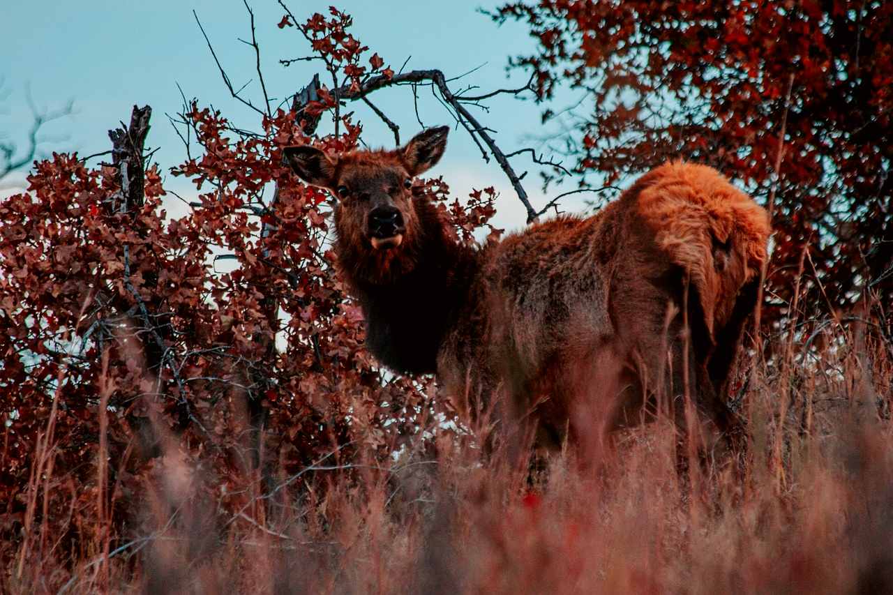 Oklahoma