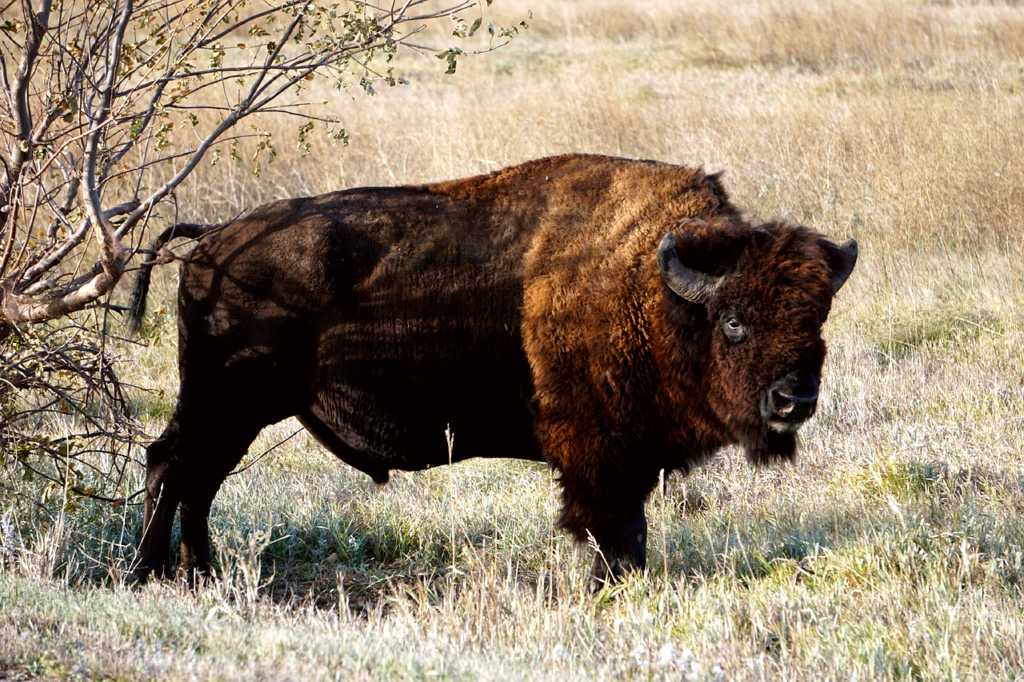 South Dakota
