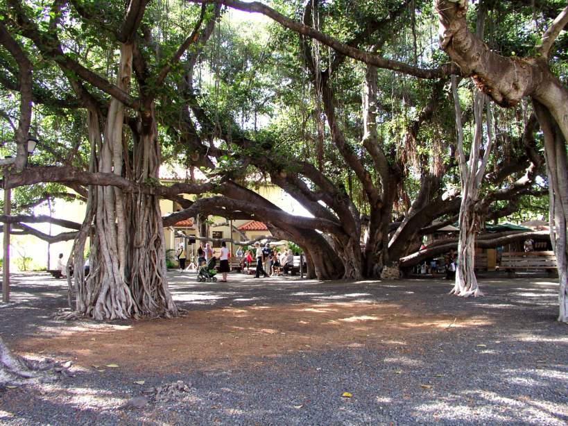 Lahaina banyan tree