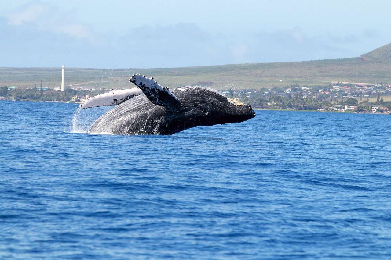 Lahaina