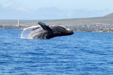 Lahaina
