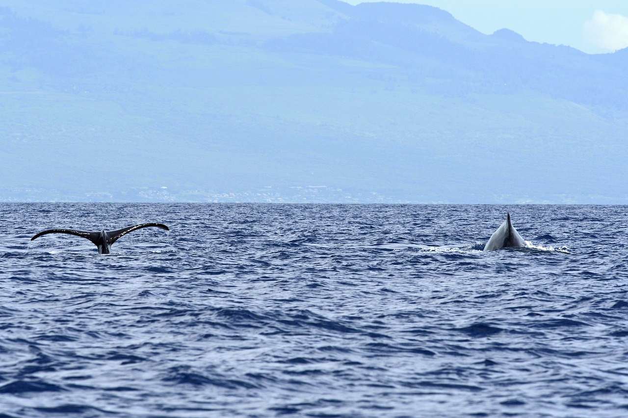 Lahaina
