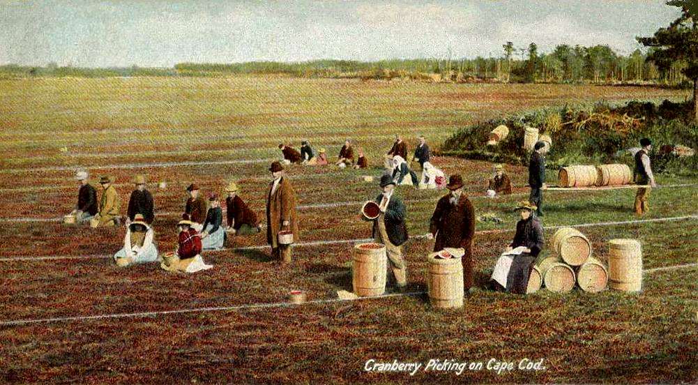 Cranberry picking in 1906