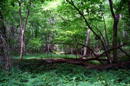 Stone State Park