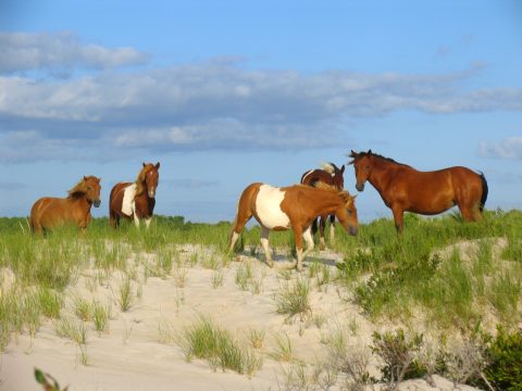 Assateague Island National Seashore
