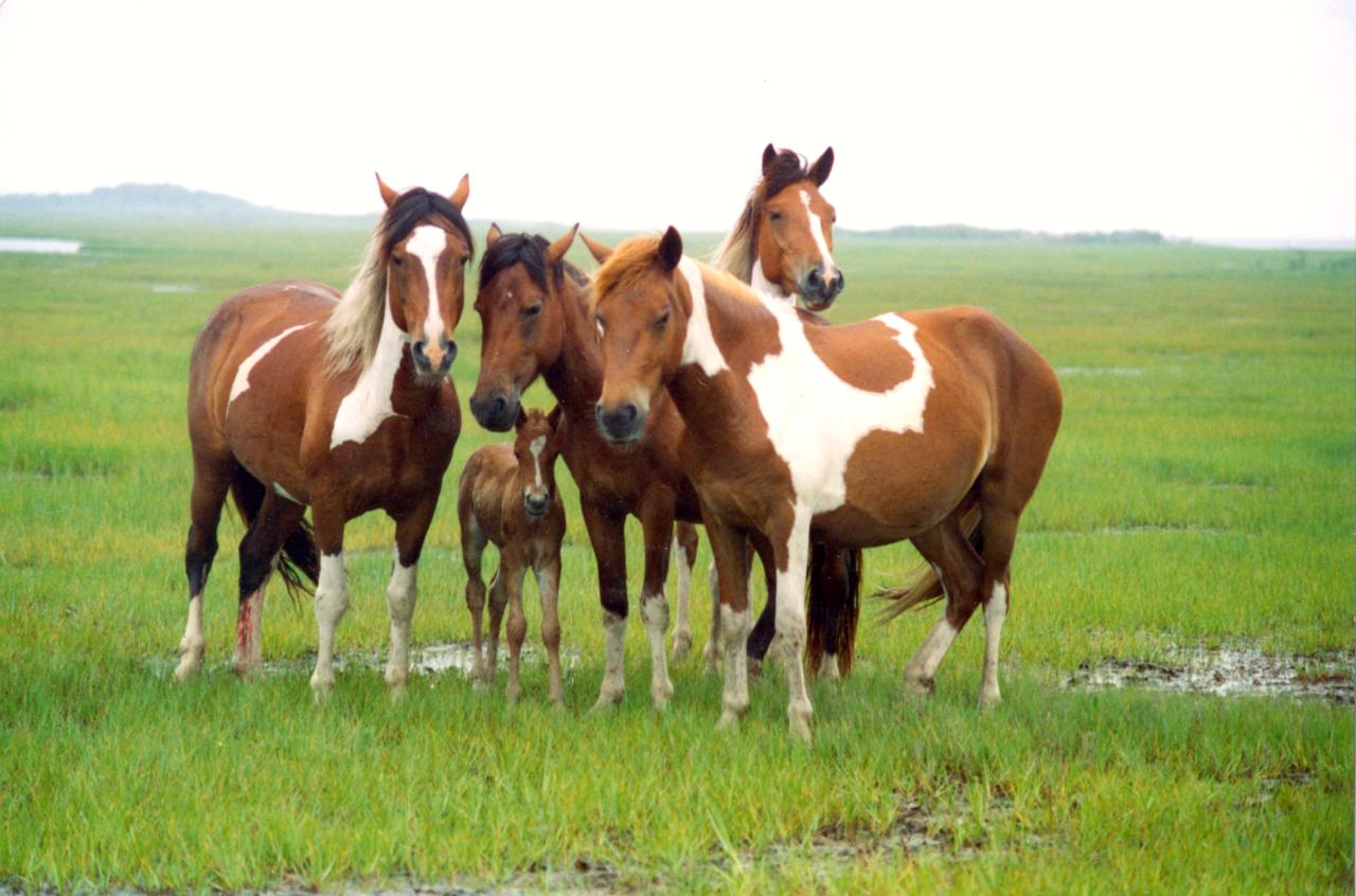 Wild horses in the salt marshes on Assateague Island