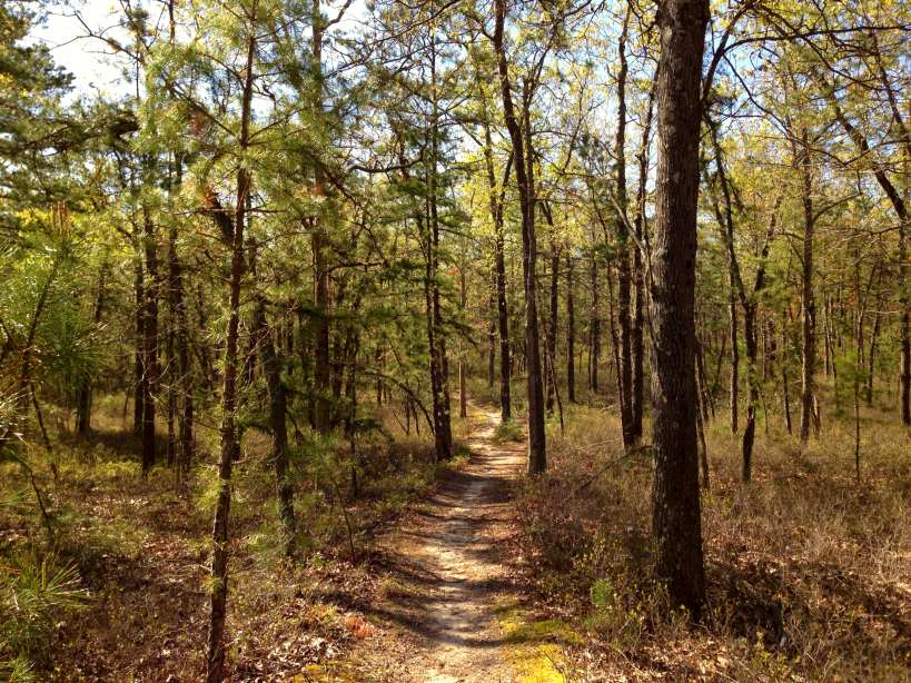 Tall pine trees surround a thin unpaved trail