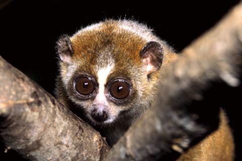 Duke Lemur Center